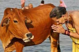 national animal of nepal cow